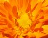 Orange 039